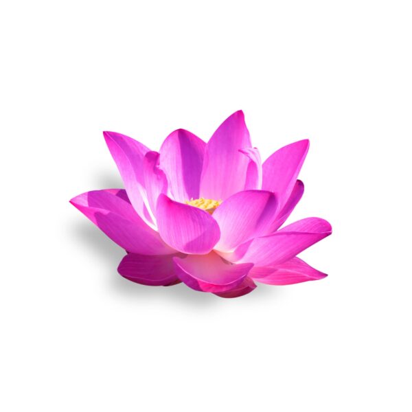 Lotus